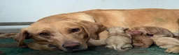 Labrador Retriever dogs for sale: KC Labradors - parents health tested  - Advert 9