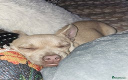 Chug dogs for sale: Female chug - Image 6