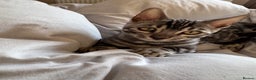 Bengal cats for sale: 8 month old silver charcoal bengal for sale  - Advert 4