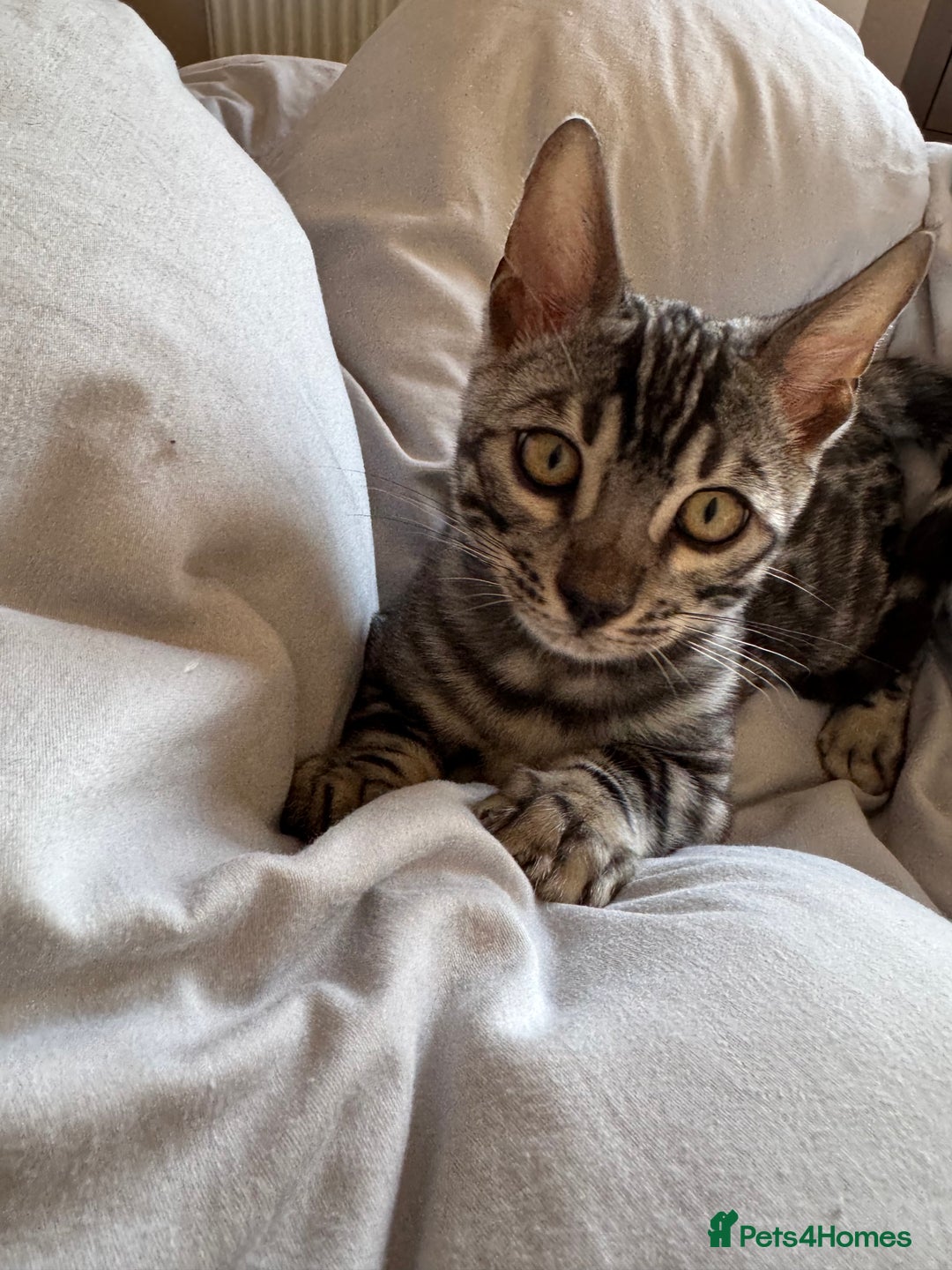 Bengal cats for sale: 8 month old silver charcoal bengal for sale  - Advert 4