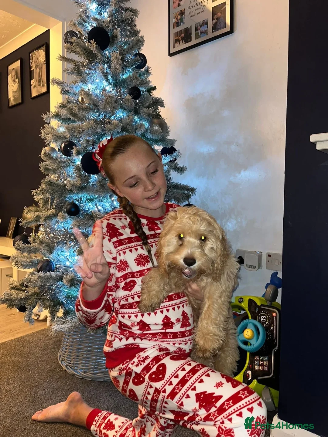 Cavapoo dogs for sale: Female cavapoo in Bishop Auckland - Advert 1