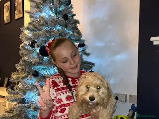 Cavapoo dogs Female cavapoo - Advert 3