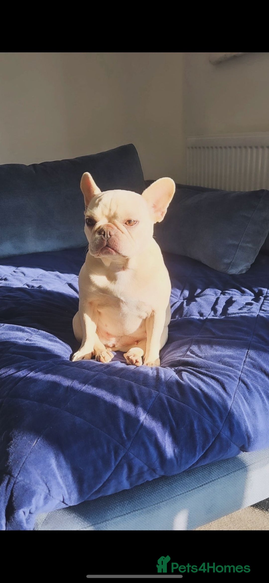 French Bulldog dogs for sale: Pearl the Beautiful  - Advert 4