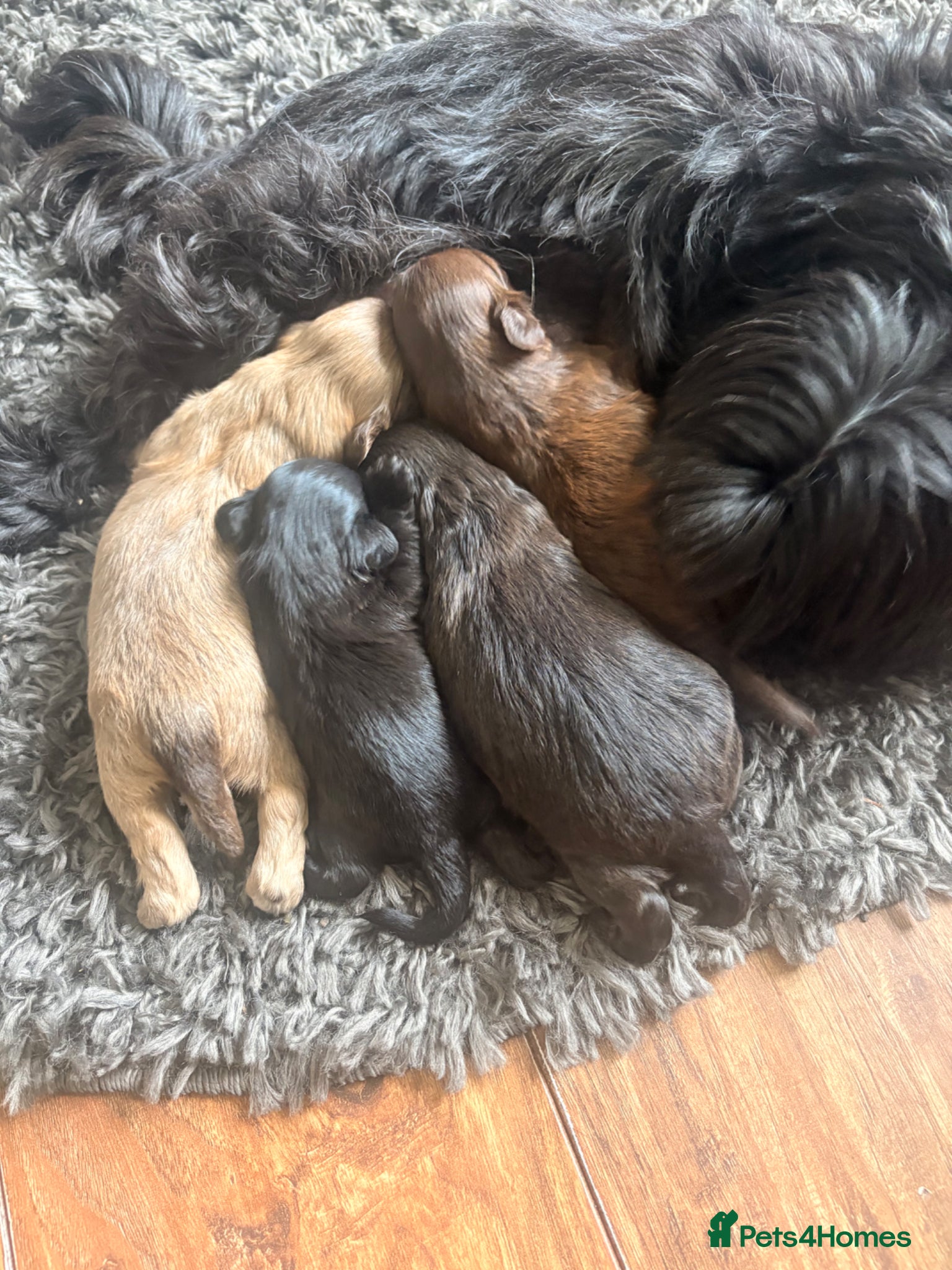 Shih Tzu dogs Beautiful pure Shih Tzu puppies  - Advert 6