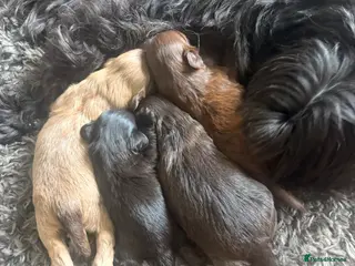 Shih Tzu dogs Beautiful pure Shih Tzu puppies - Advert 14