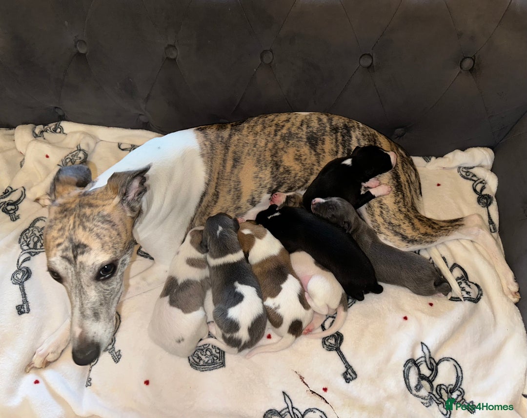 Whippet dogs for sale: KC Registered Whippet Puppies - Advert 2