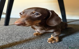 Miniature Dachshund dogs for sale: Stunning mini’s Kennel club reg both vax 👀4🏡 🐶 - Image 15