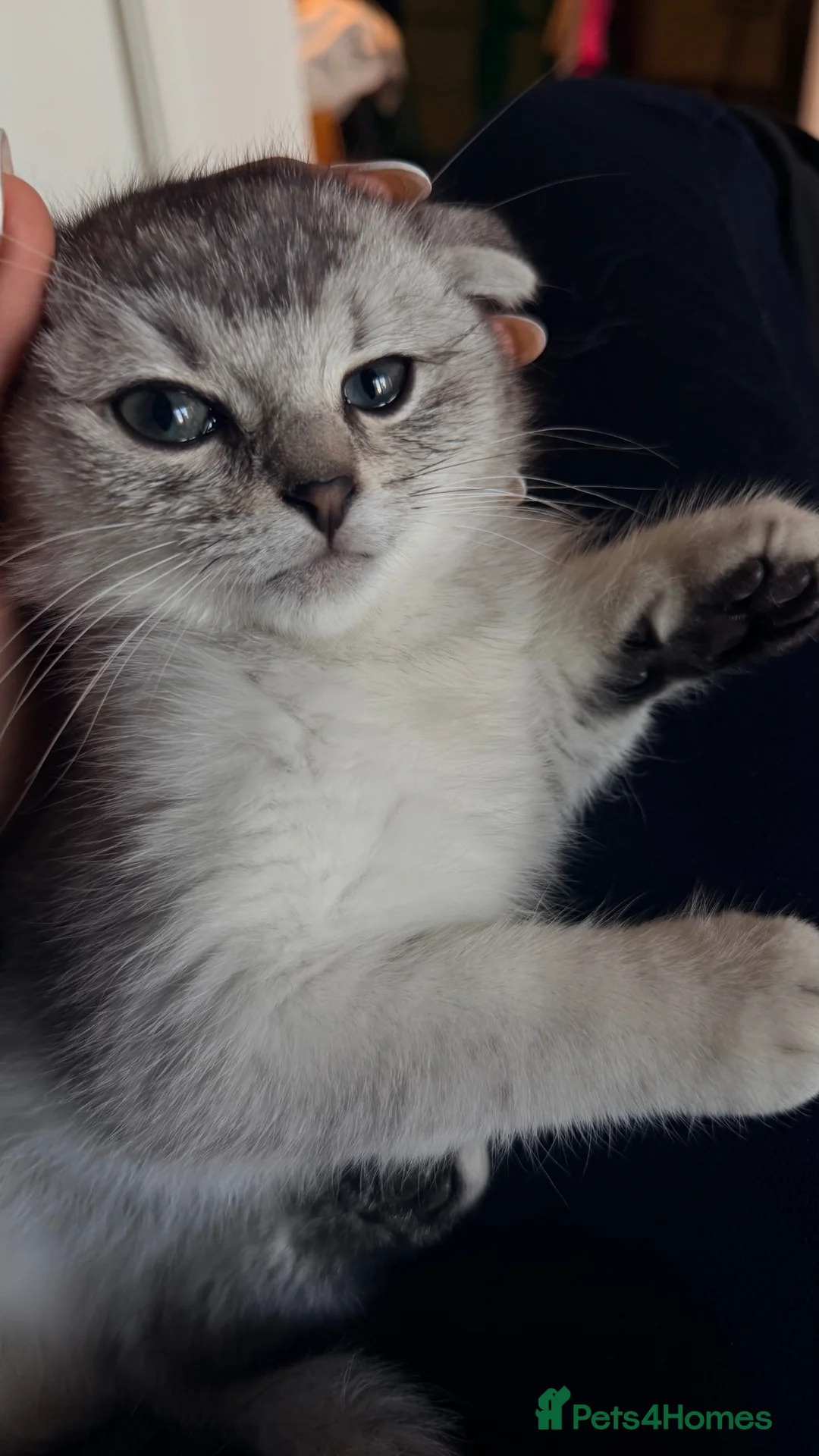 Scottish Fold cats for sale: Urgent rehoming for my Scottish kitten Luca♥️ - Advert 1