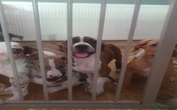 Mixed Breed dogs for sale: Bullbermans Looking for something different???  in Slough - Image 27