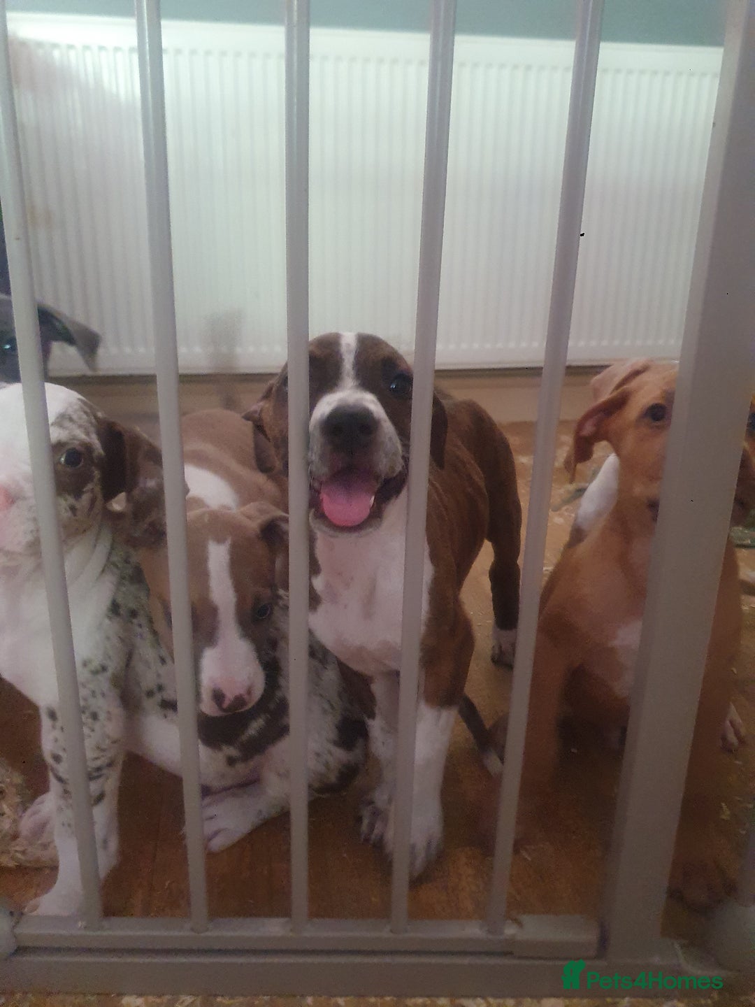 Mixed Breed dogs for sale: Bullbermans Looking for something different???  in Slough - Image 27