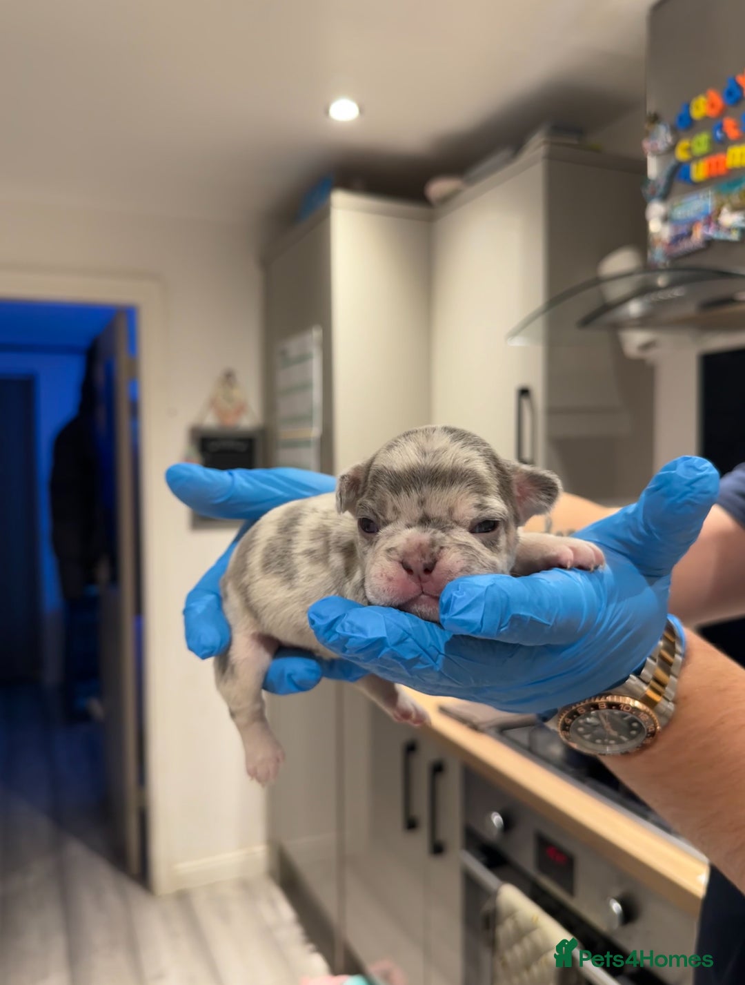 French Bulldog dogs for sale: Merle and lilac and tan French bulldog puppies - Image 5