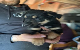 Mixed Breed dogs for sale: Collie x huntaway - Image 1