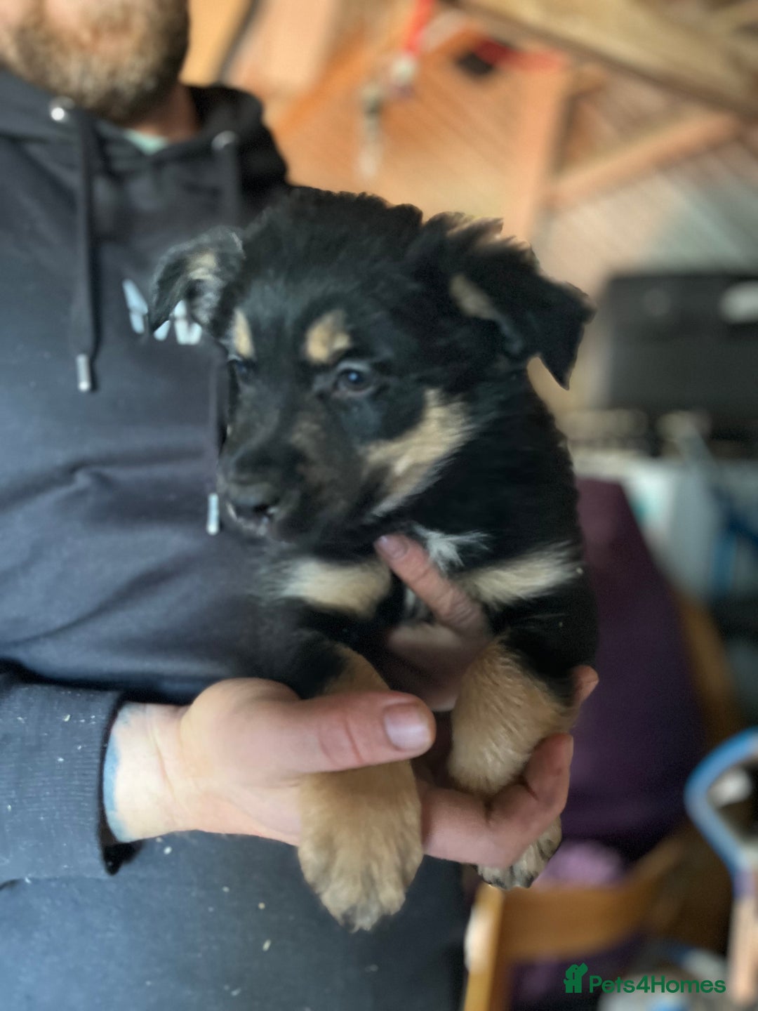 Mixed Breed dogs for sale: Collie x huntaway - Image 1