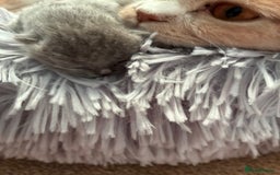 British Shorthair cats for sale: 5 TICA BRITISH SHORTHAIRED KITTENS - Image 9
