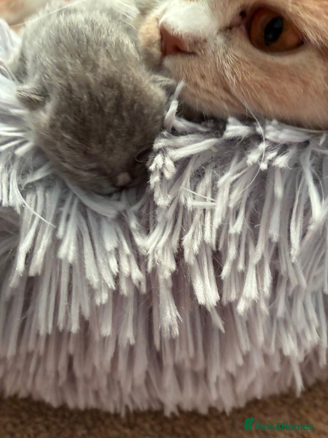 British Shorthair cats for sale: 5 TICA BRITISH SHORTHAIRED KITTENS - Image 9