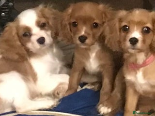 Cavapoo dogs DNA clear F1 cavapoo including BVA heart/eyes - Advert 14