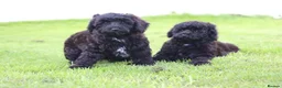 Cavapoo dogs for sale: Beautiful Cavapoo puppies for sale - Advert 37