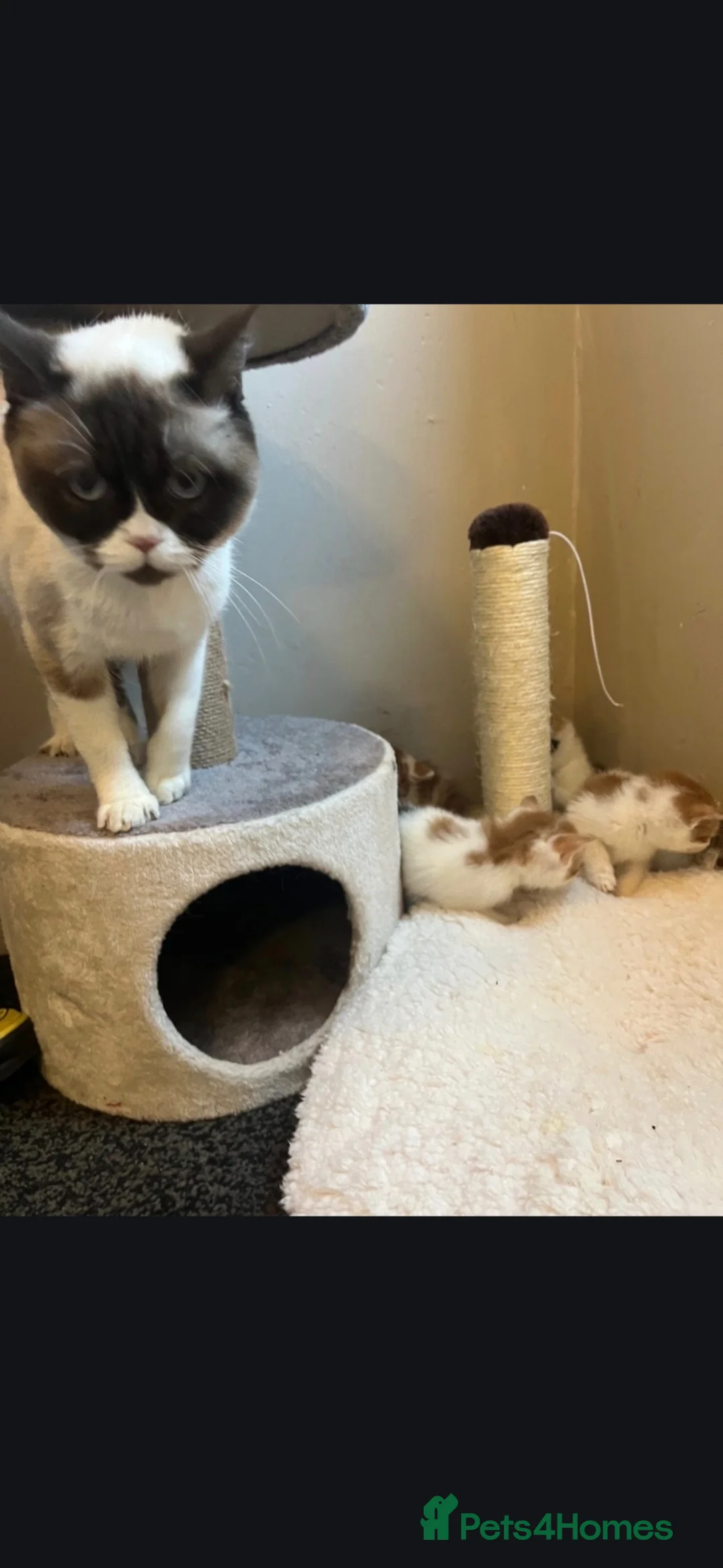 Mixed Breed cats for sale: Beautiful kittens  in Manchester - Advert 4