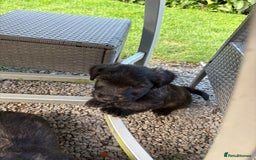 Skye Terrier dogs for sale: Skye terrier puppies lovely chunky rare breed pups - Image 6