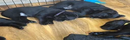 Mixed Breed dogs for sale: Beautiful labrador cross puppies  in Peacehaven - Advert 11