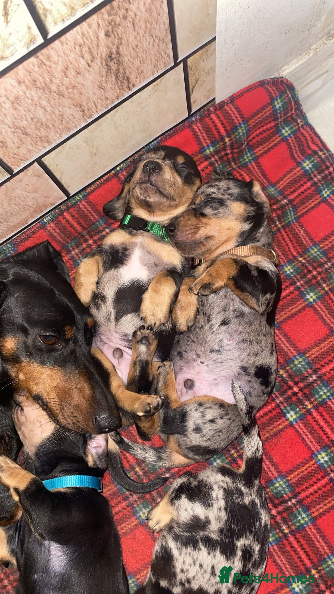 Dachshund dogs for sale: Dachshund pups 3 boys left  in Bootle - Image 16