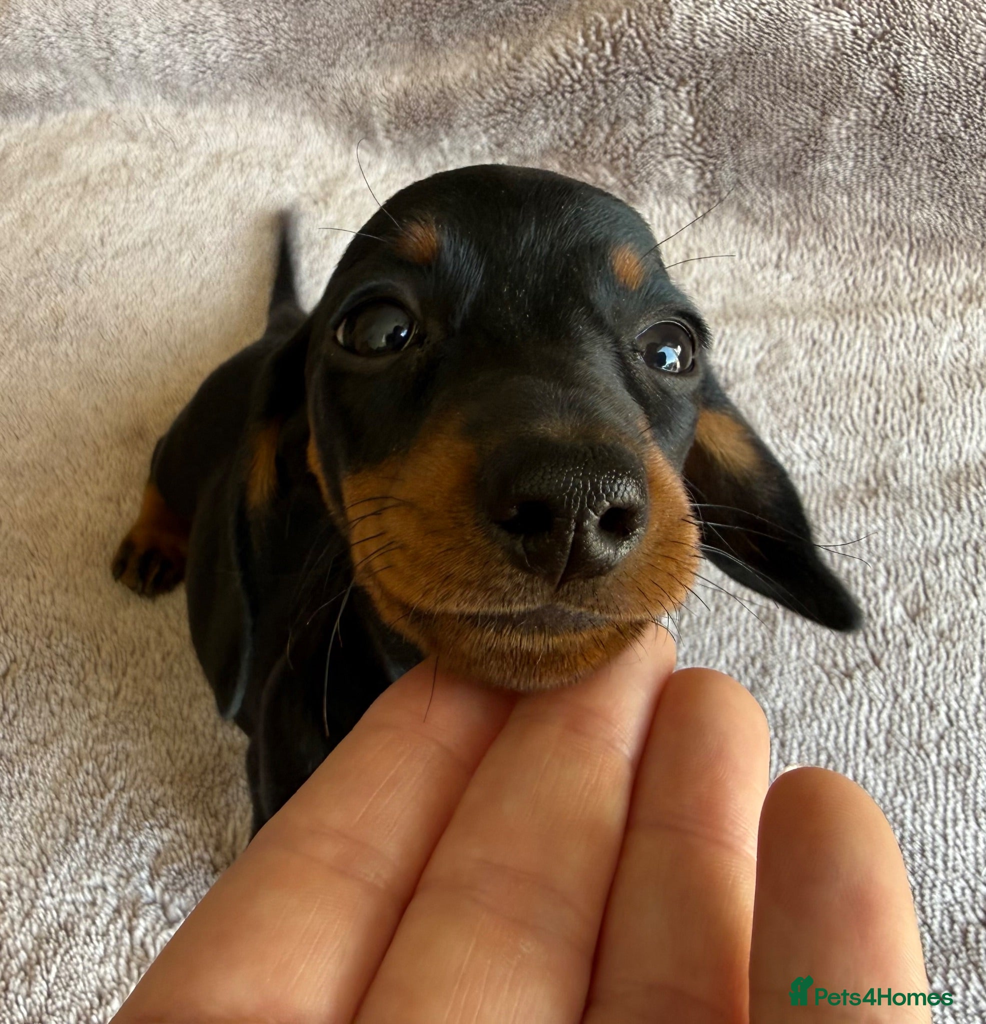 Miniature Dachshund dogs Kc Reg Smooth Haired Miniature Dachshunds  - Advert 2