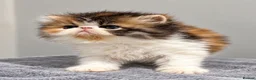 Persian cats for sale: 🔥💗 FEMALE PERSIAN KITTEN CHAMPION LINES 🔥💗 - Advert 11
