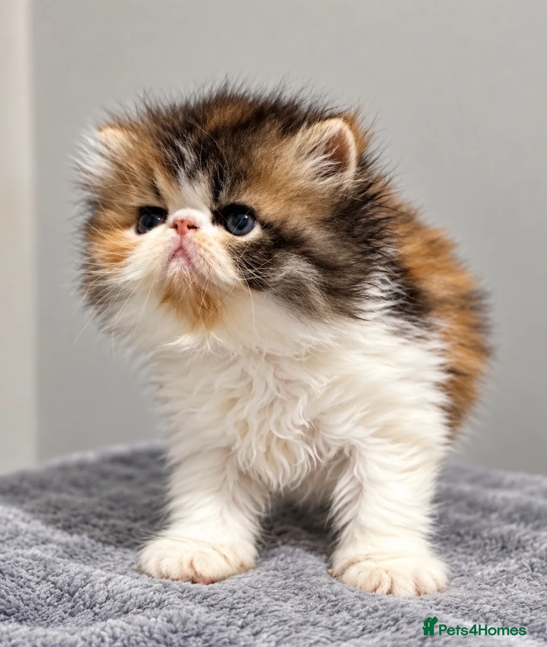 Persian cats for sale: 🔥💗 FEMALE PERSIAN KITTEN CHAMPION LINES 🔥💗 - Advert 11