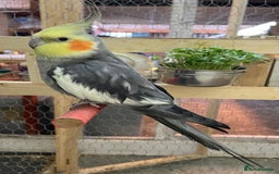 Cockatiels birds for sale: Beautiful pair of cockatiels, male is tame - Image 4