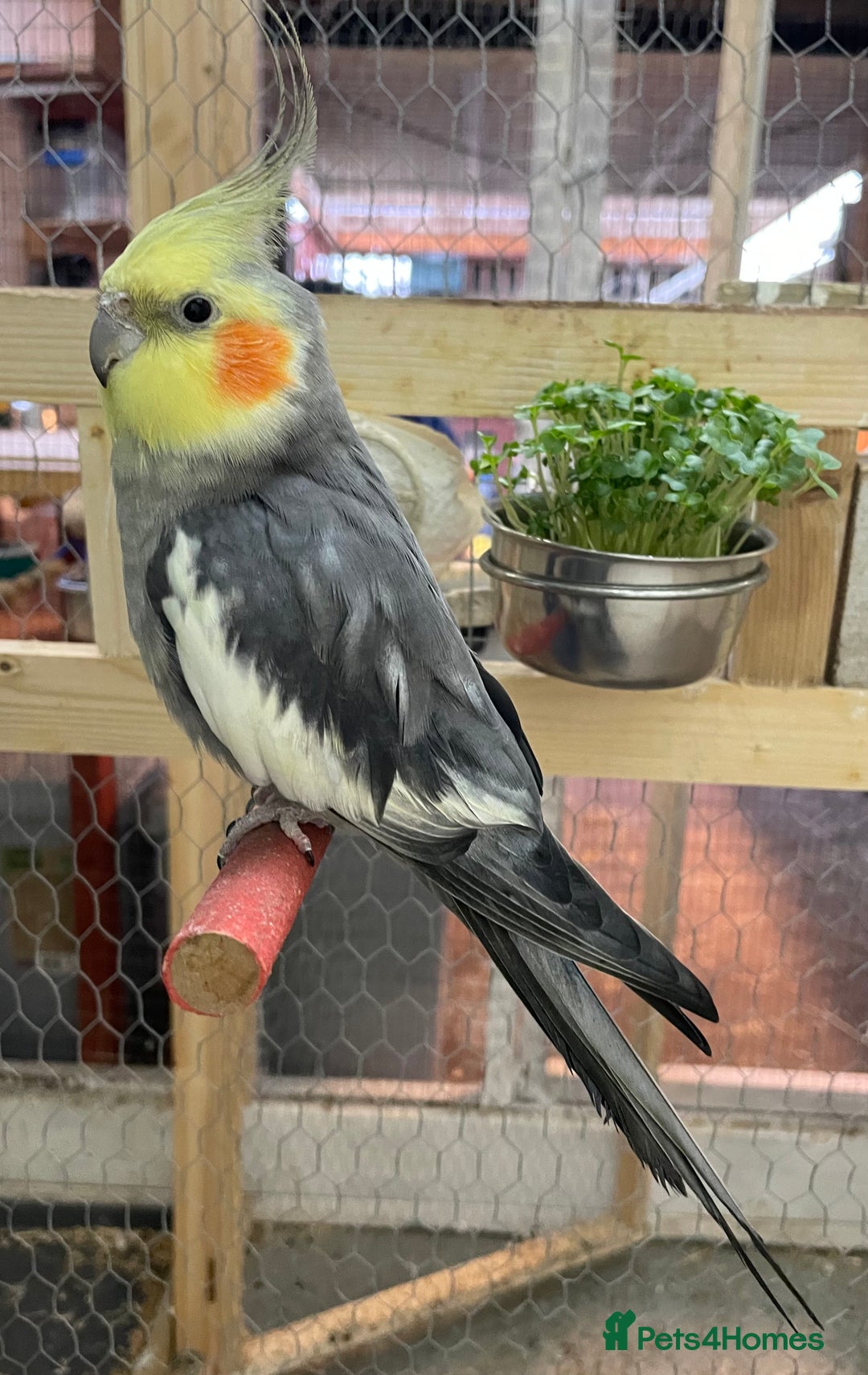 Cockatiels birds for sale: Beautiful pair of cockatiels, male is tame - Image 4