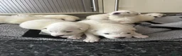 Samoyed dogs for sale:     Adorable Samoyed Puppies Looking for 5★ Homes - Advert 16