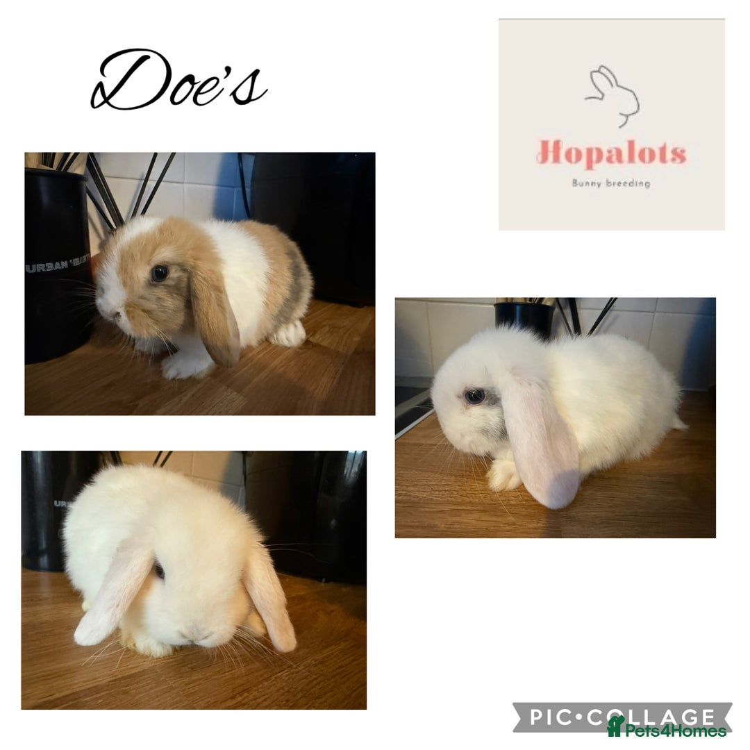 Mini Lop rabbits for sale: Pure mini lops READY TO LEAVE  - Advert 3