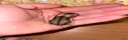 Hamster rodents for sale: Baby Russian Dwarf Hamsters - Advert 2