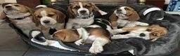 Beagle dogs for sale: Adorable Beagle puppies for sale  - Advert 27