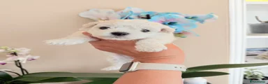 Bichon Frise Puppy 6