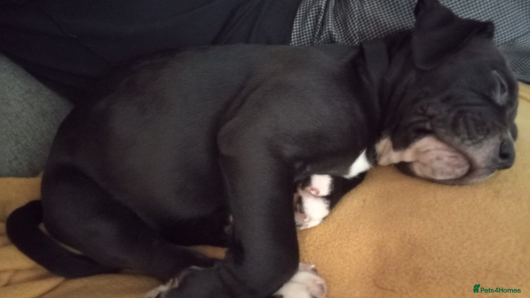Mixed Breed dogs for sale: AMERICAN BULLDOG X ROTWILLER X CANE CORSO  - Image 2