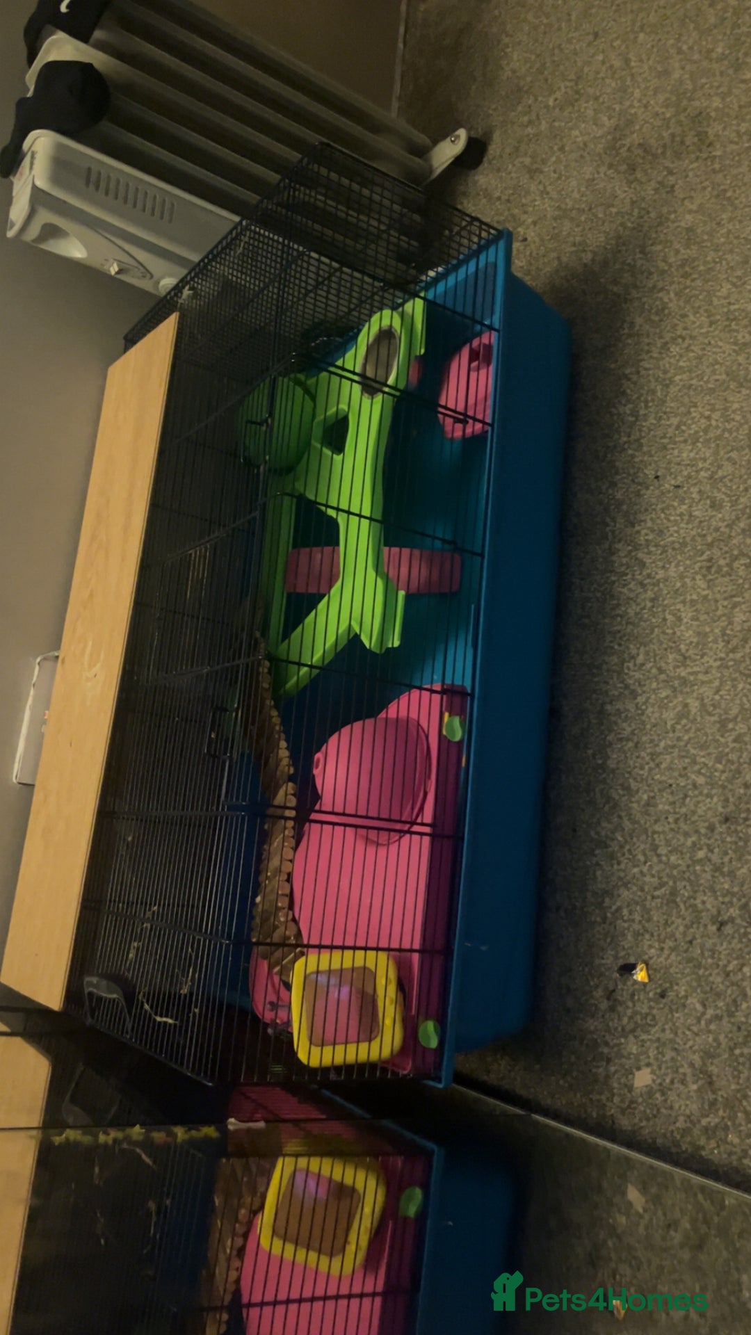 Hamster rodents for sale: hamster and big hamster cage  - Image 1