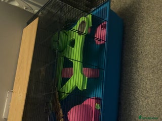 Hamster rodents - Advert 2