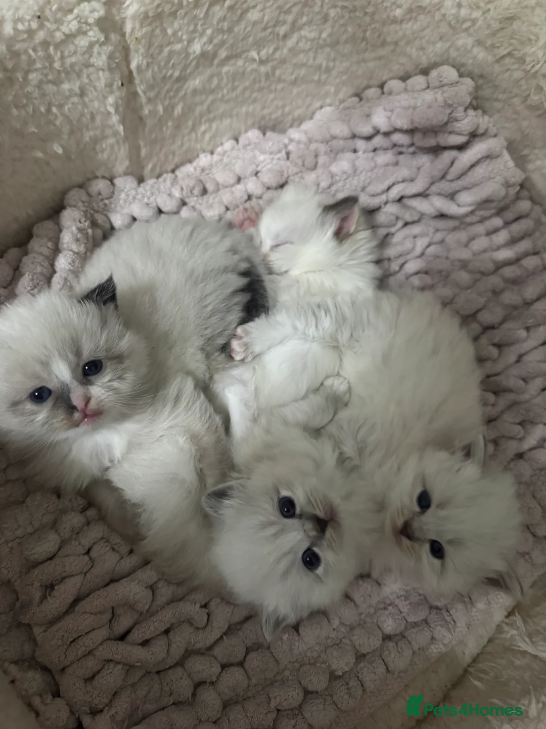 Ragdoll cats for sale: Champion GCCF kittens 🐱  - Advert 6