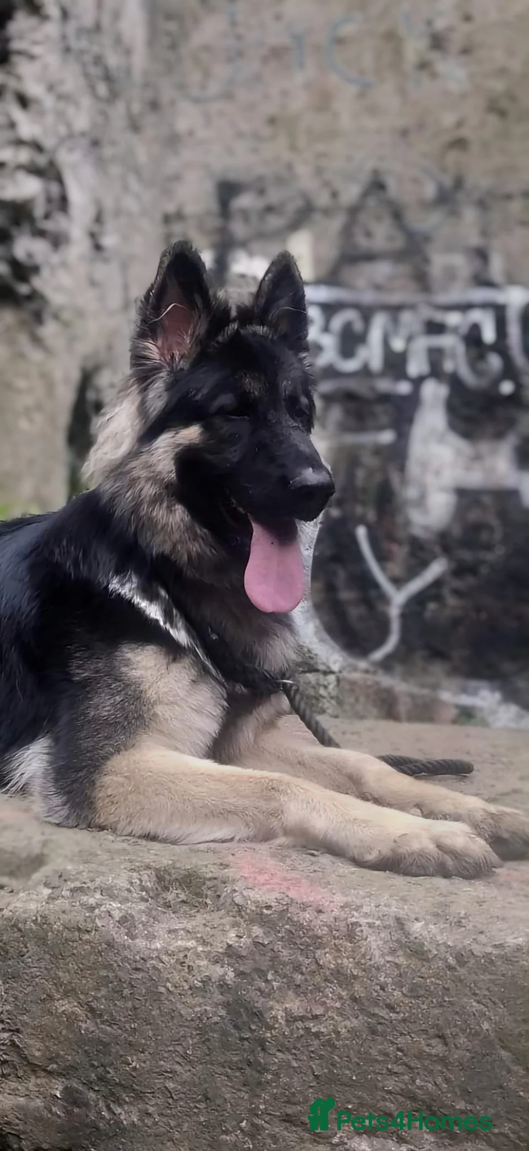 German Shepherd dogs for stud: Chunky GSD male for stud  in Redcar - Advert 4