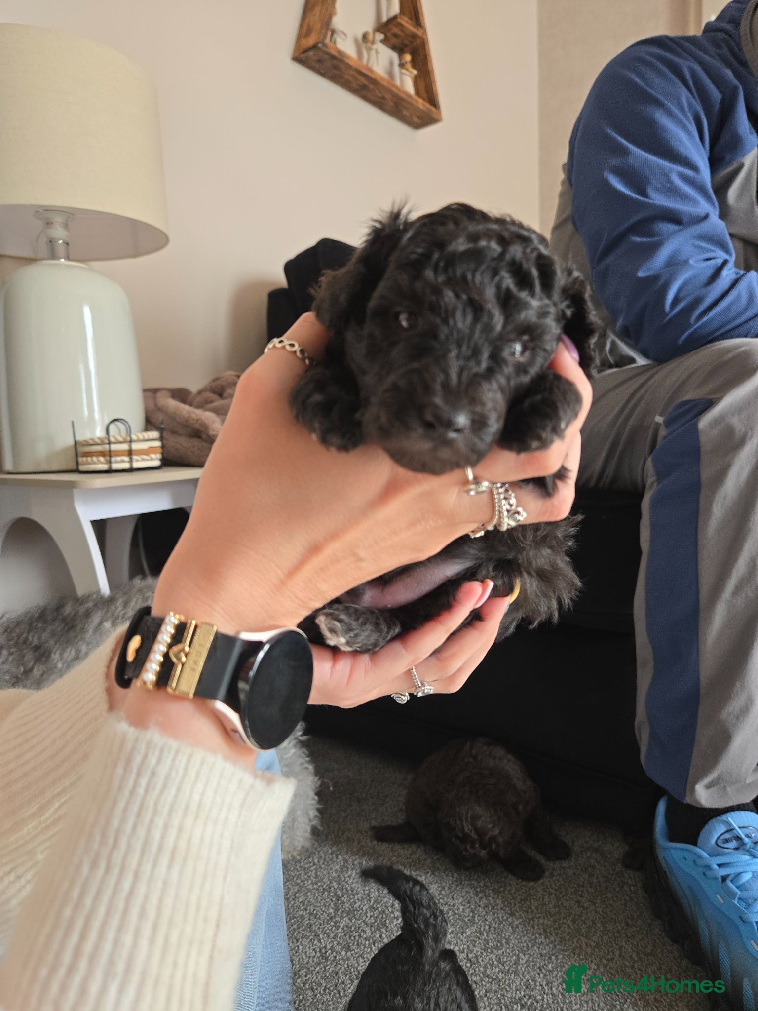 Toy Poodle dogs Last little black /white boy available  - Advert 2