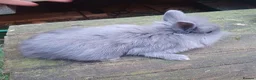 Lionhead rabbits for sale: Baby double main lionhead bunnies for sale  - Advert 5