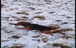 Mixed Breed dogs for sale: Working Lakeland bull Russell 2 year old  - Image 4