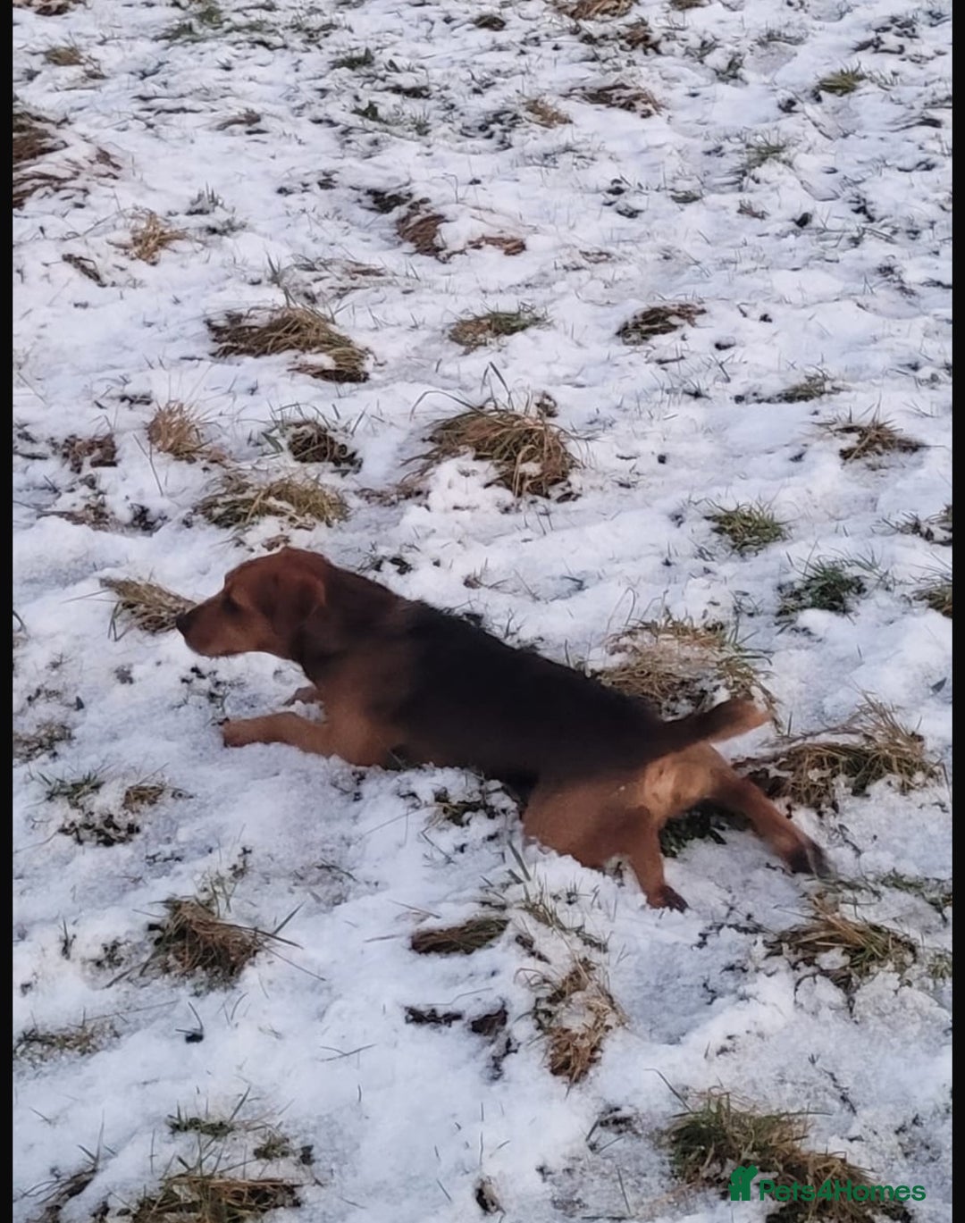 Mixed Breed dogs for sale: Working Lakeland bull Russell 2 year old  - Image 4