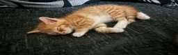 Mixed Breed cats for sale: 2 beautiful male ginger kittens - Advert 1
