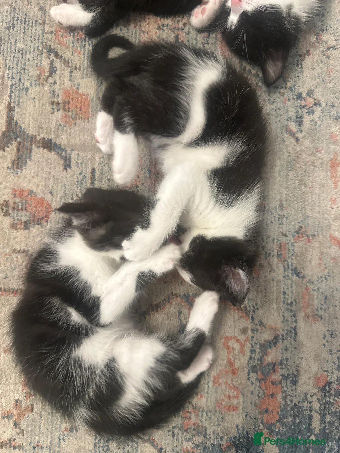 Mixed Breed cats for sale: Healthy kittens - Advert 2