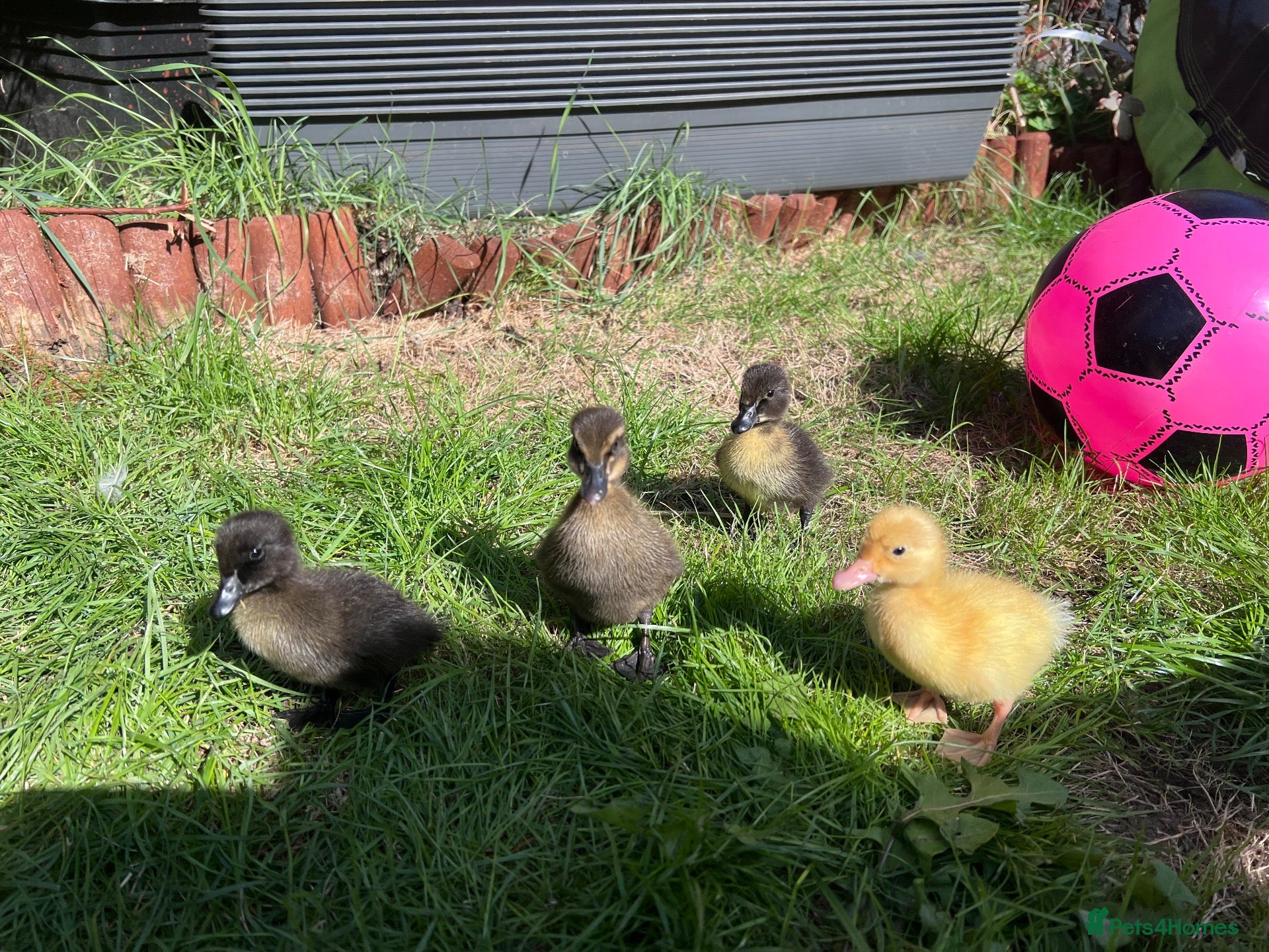 Ducks poultry Mixed breed ducklings - Advert 7