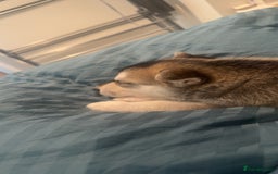 Shepsky dogs for sale: Mixed husky and German sheperd - Image 4