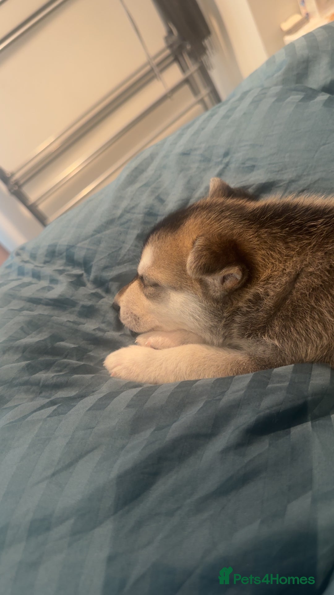 Shepsky dogs for sale: Mixed husky and German sheperd - Image 4