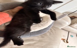 Mixed Breed cats for sale: Amiable bengal&tabby mix kittens: price reduced - Image 9